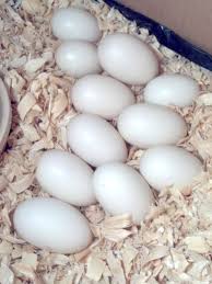 Free-range organic duck eggs 10 piece